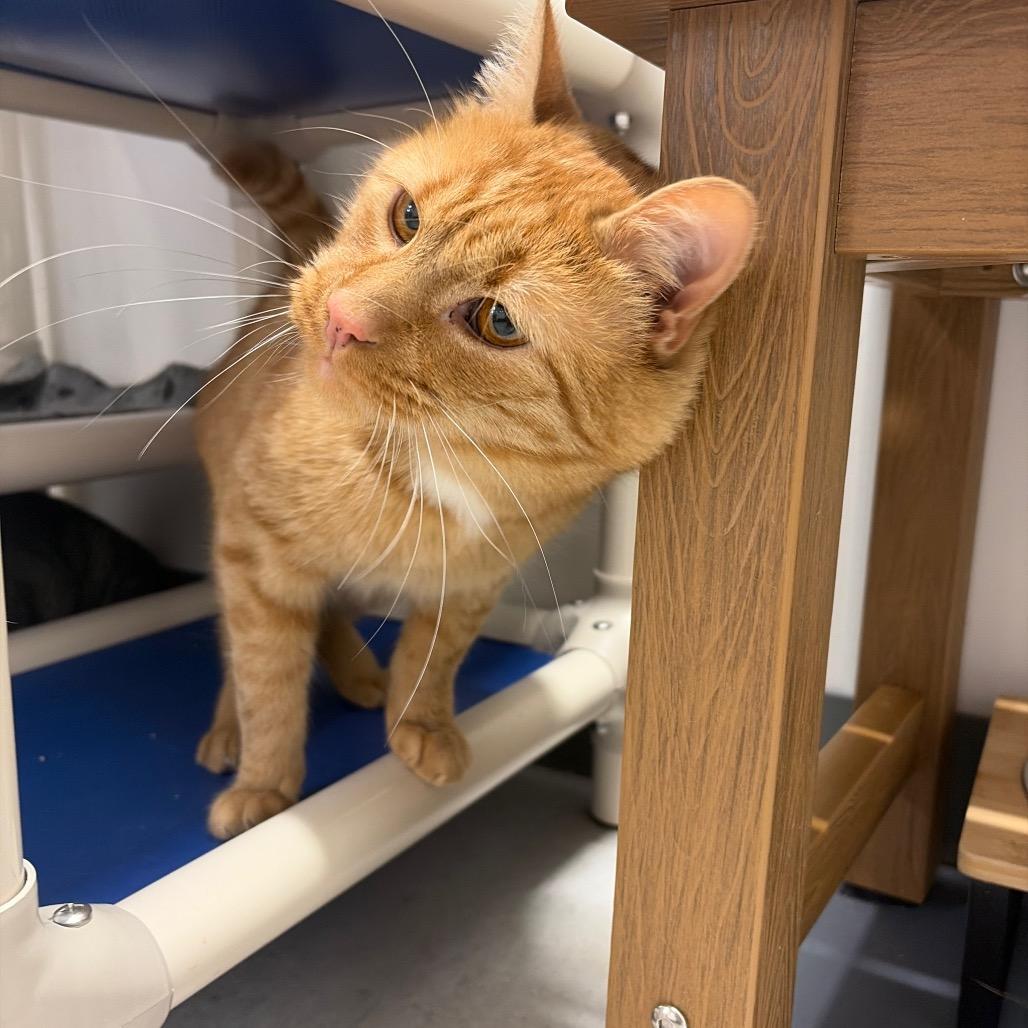Enlarge Rufus ARC2026-239, a Adoptable Domestic Short Hair in Akron, NY image 5/5