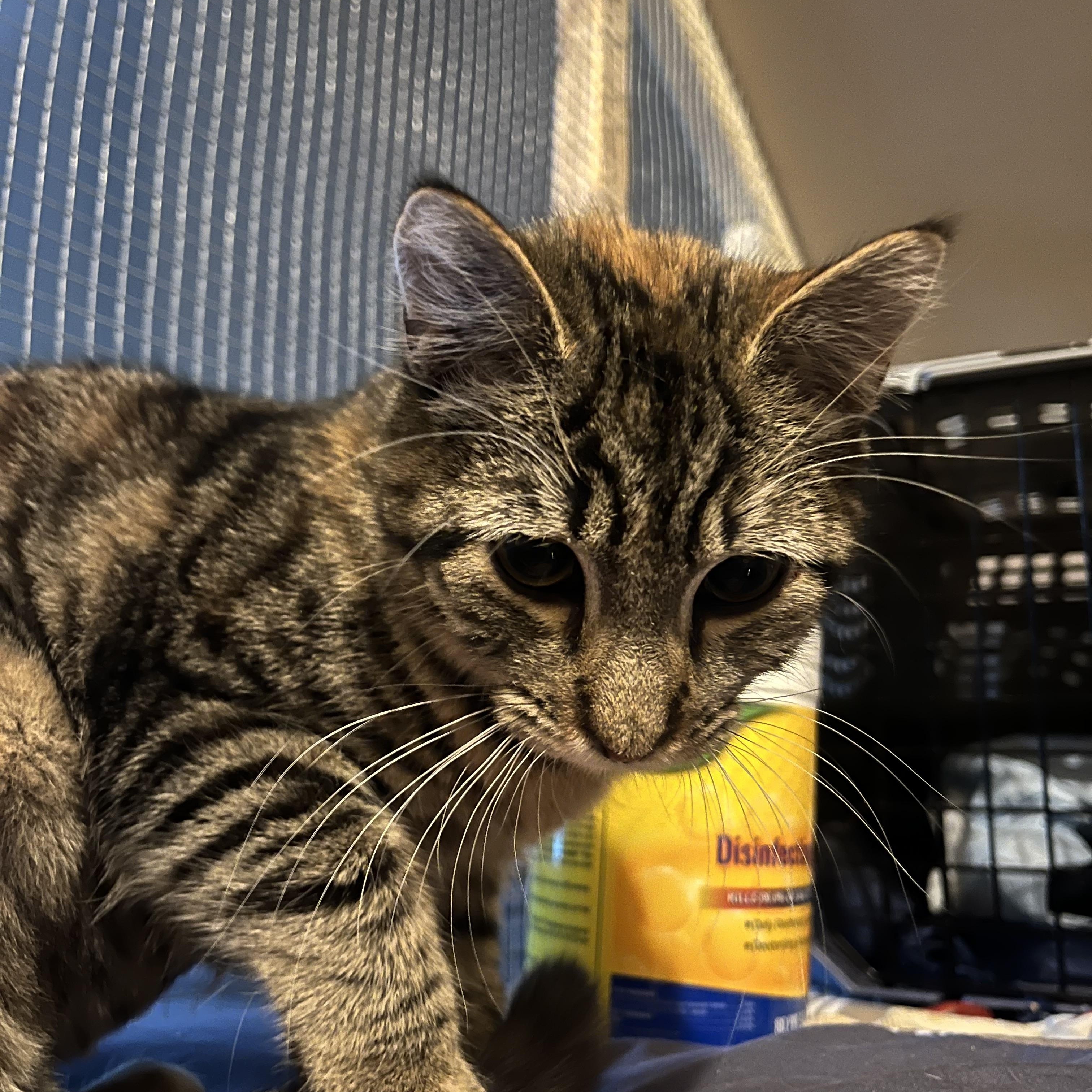 Enlarge Peanut, a Adoptable Torbie in Newark valley, NY image 4/6