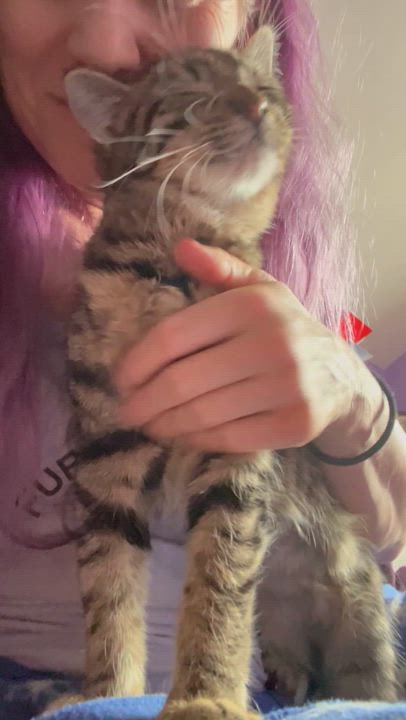 Enlarge Peanut, a Adoptable Torbie in Newark valley, NY video 5/6