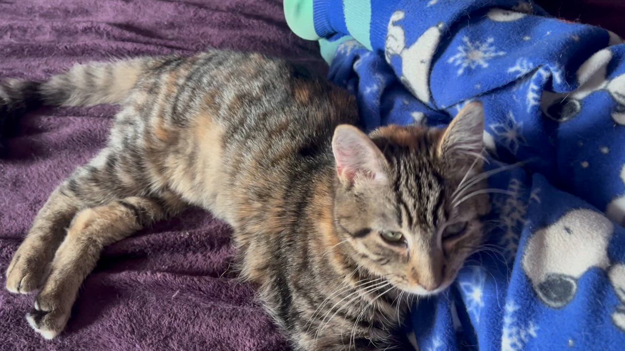 Enlarge Peanut, a Adoptable Torbie in Newark valley, NY video 2/6
