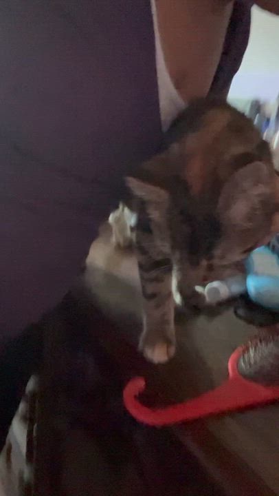 Enlarge Peanut, a Adoptable Torbie in Newark valley, NY video 6/6