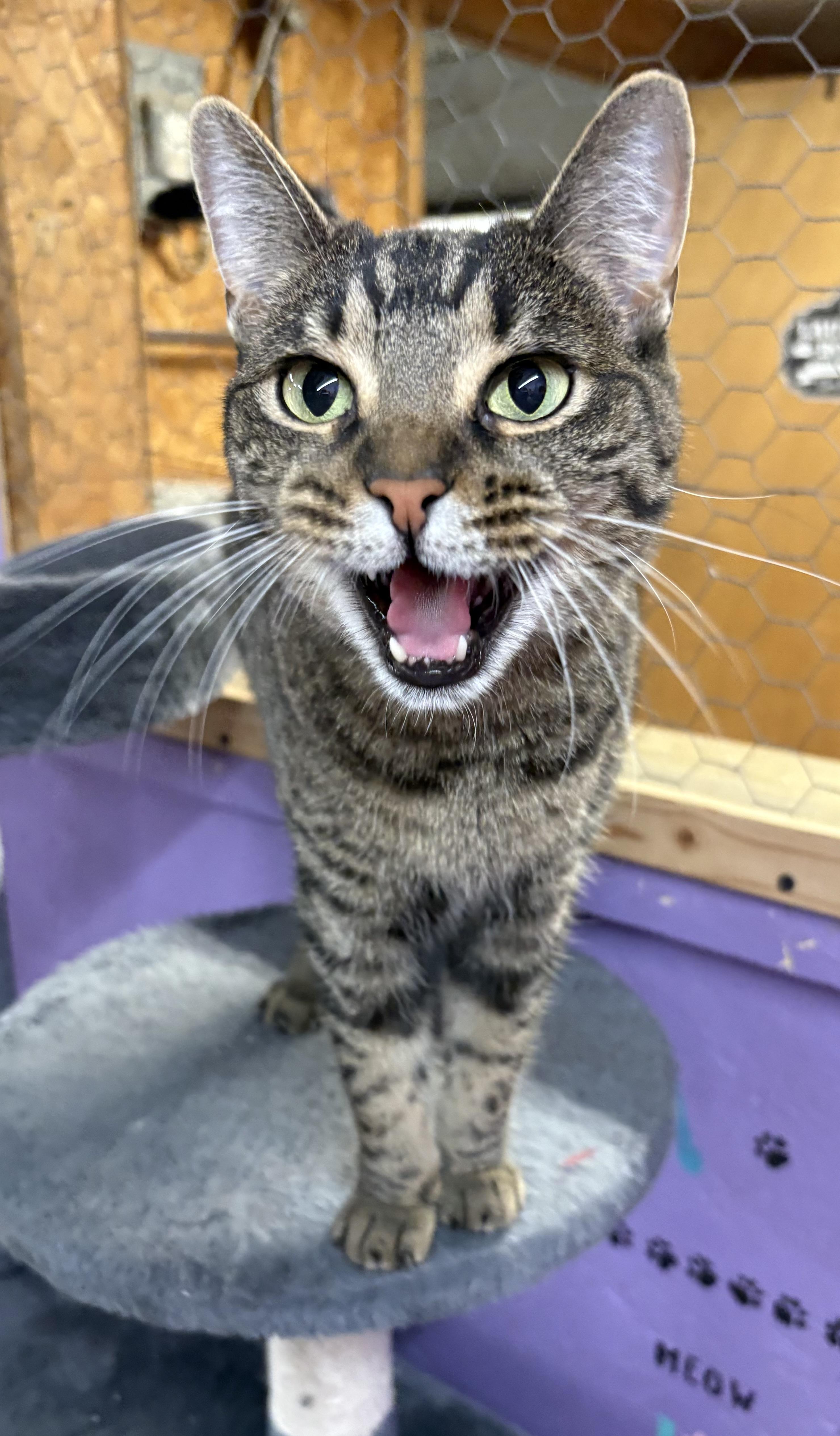 Scoop, a Adoptable Domestic Short Hair in Faribault, MN image 1/2