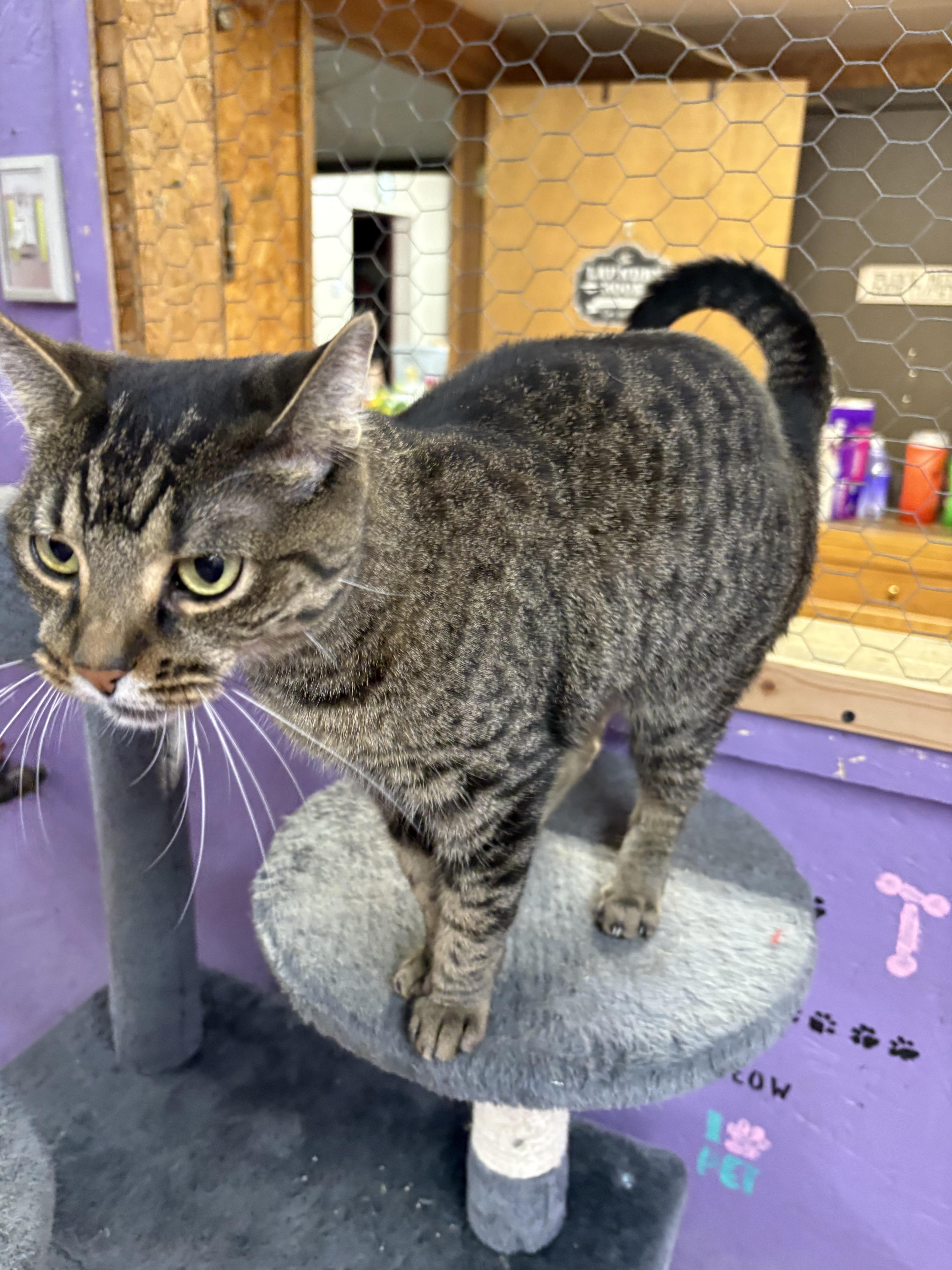 Scoop, a Adoptable Domestic Short Hair in Faribault, MN image 2/2