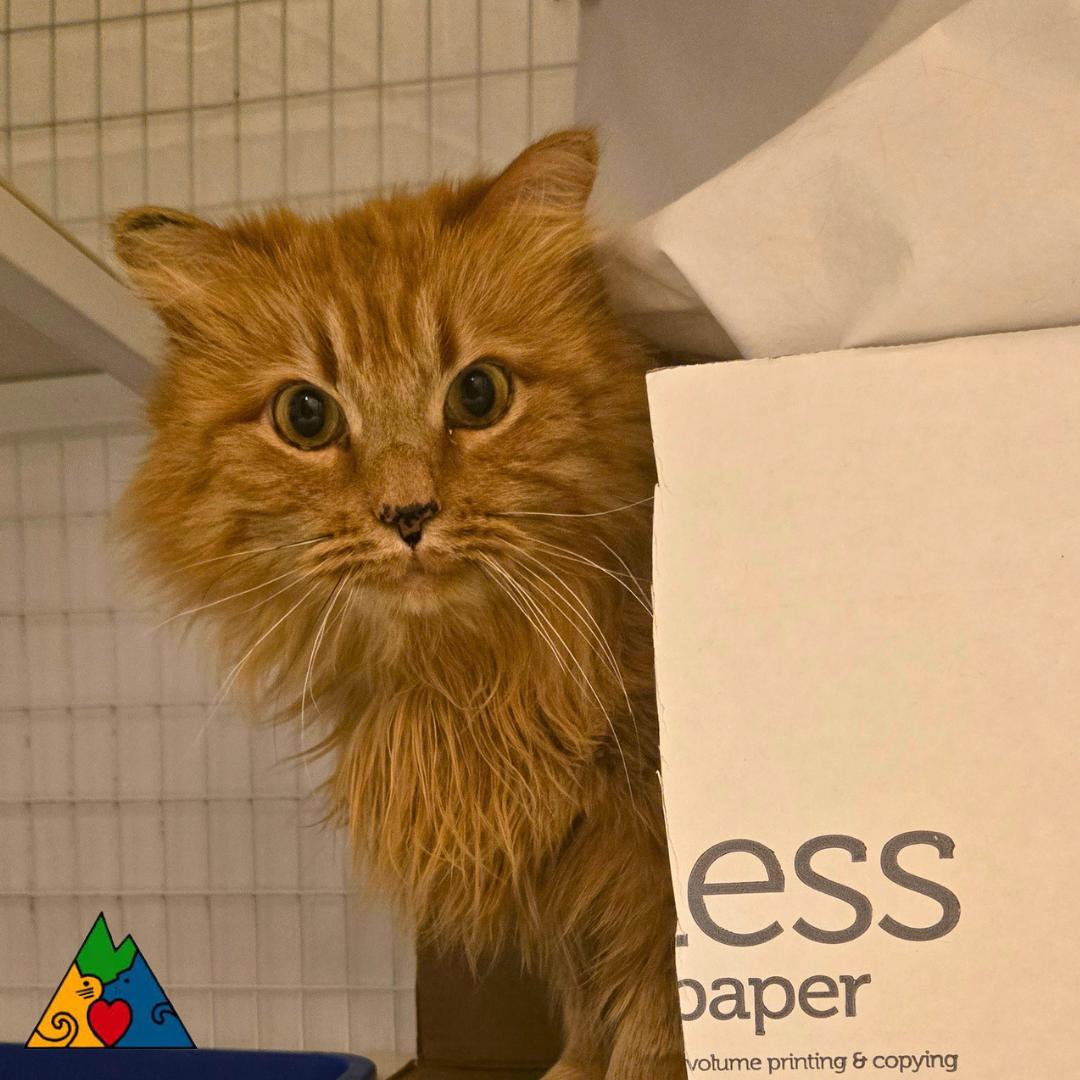 Enlarge Charming , a ADOPTABLE Domestic Long Hair in Douglas, WY image 3/4