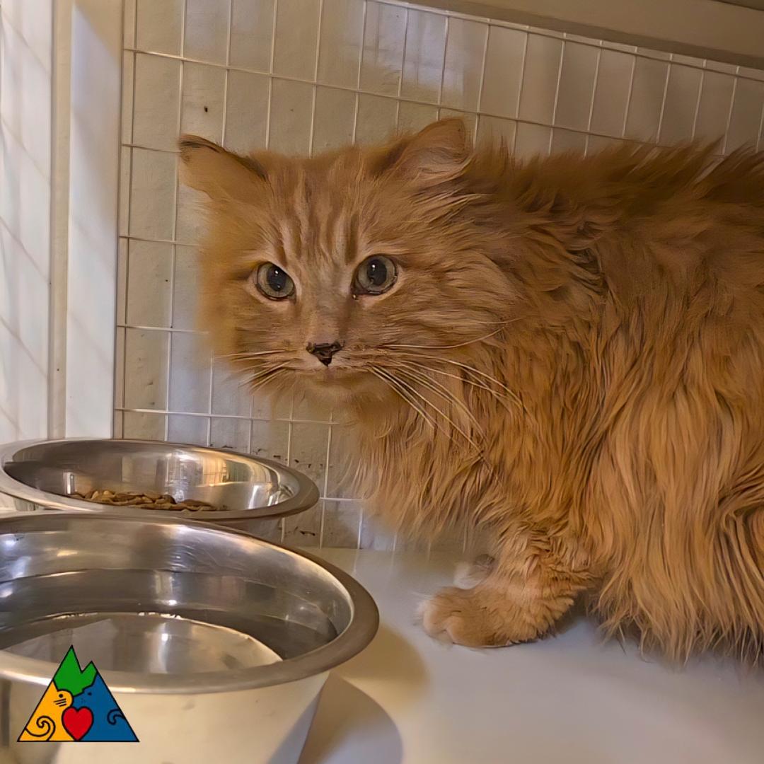 Enlarge Charming , a ADOPTABLE Domestic Long Hair in Douglas, WY image 4/4