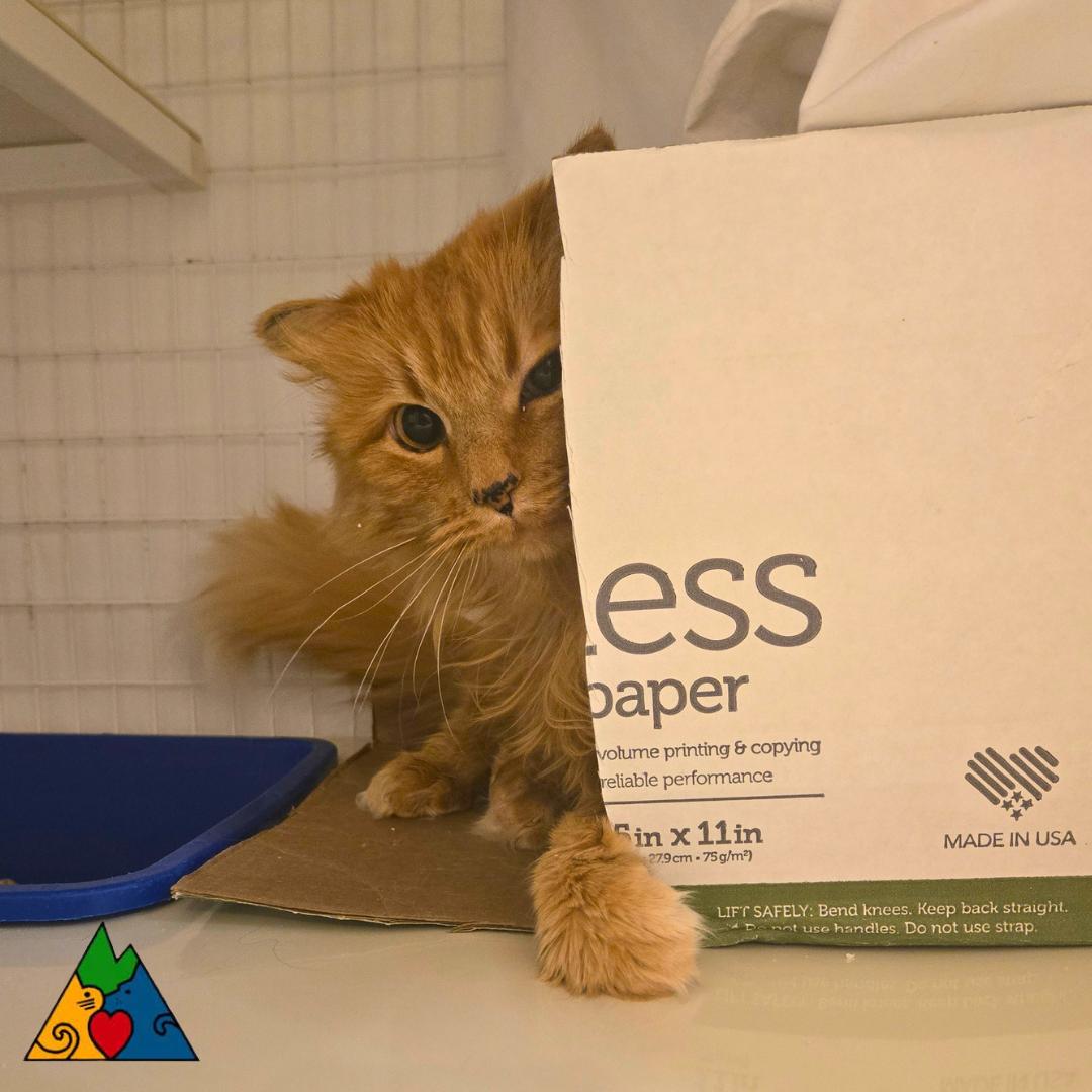 Enlarge Charming , a ADOPTABLE Domestic Long Hair in Douglas, WY image 1/4