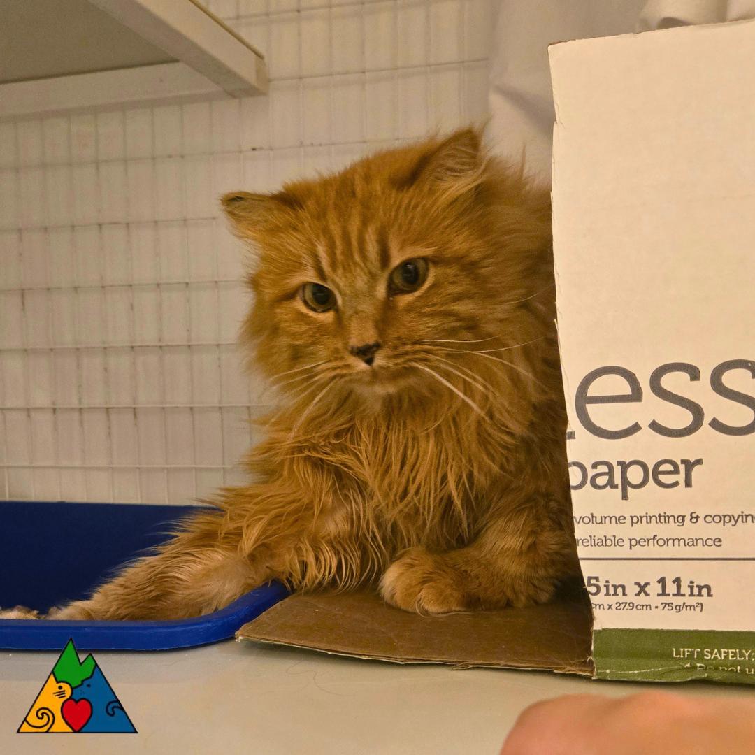 Enlarge Charming , a ADOPTABLE Domestic Long Hair in Douglas, WY image 2/4