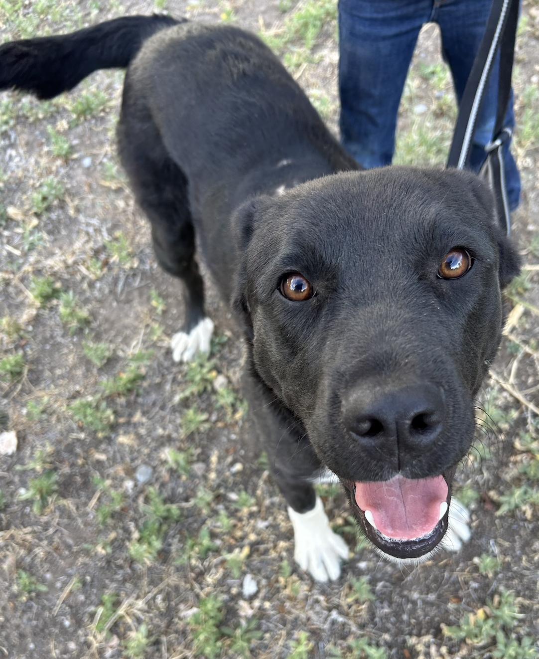 Pepper, Adopted, Young Male Black Labrador Retriever.