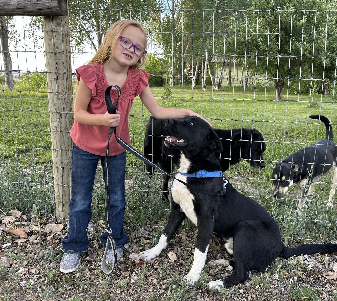 Enlarge Pepper, a Adopted Black Labrador Retriever in Riverton, WY image 2/5