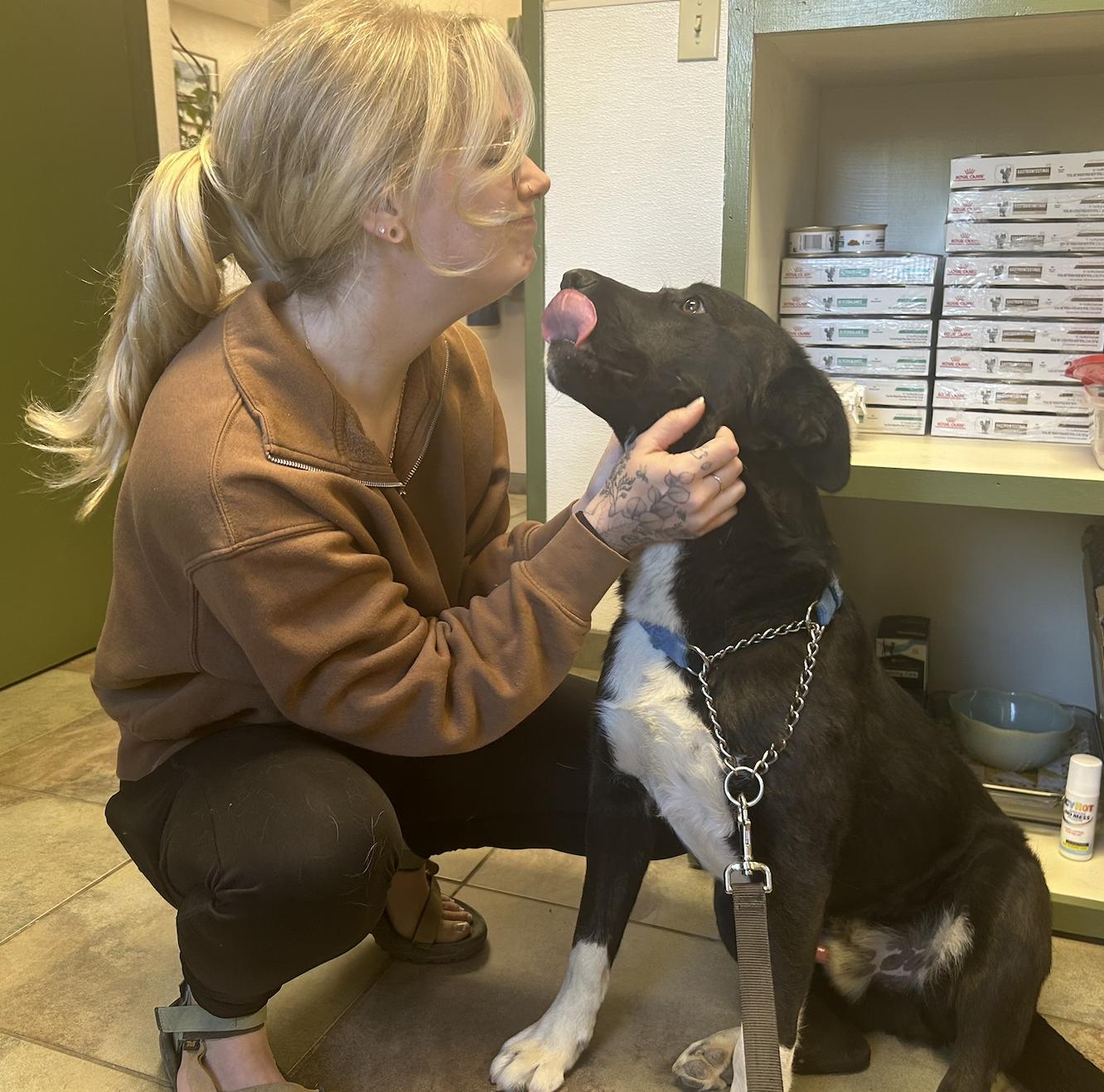 Enlarge Pepper, a Adopted Black Labrador Retriever in Riverton, WY image 3/5