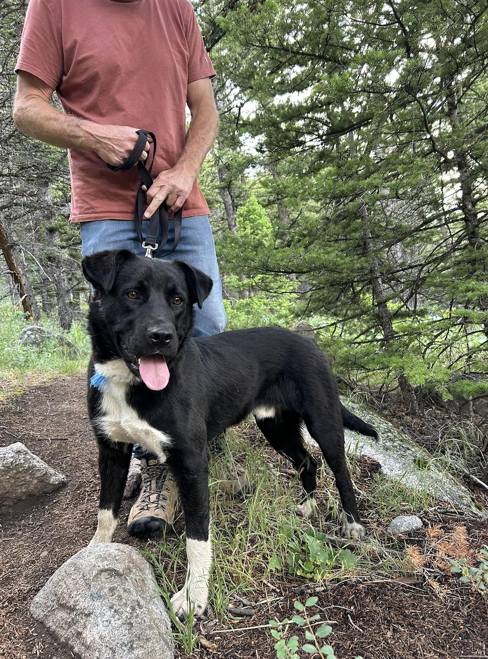 Enlarge Pepper, a Adopted Black Labrador Retriever in Riverton, WY image 4/5