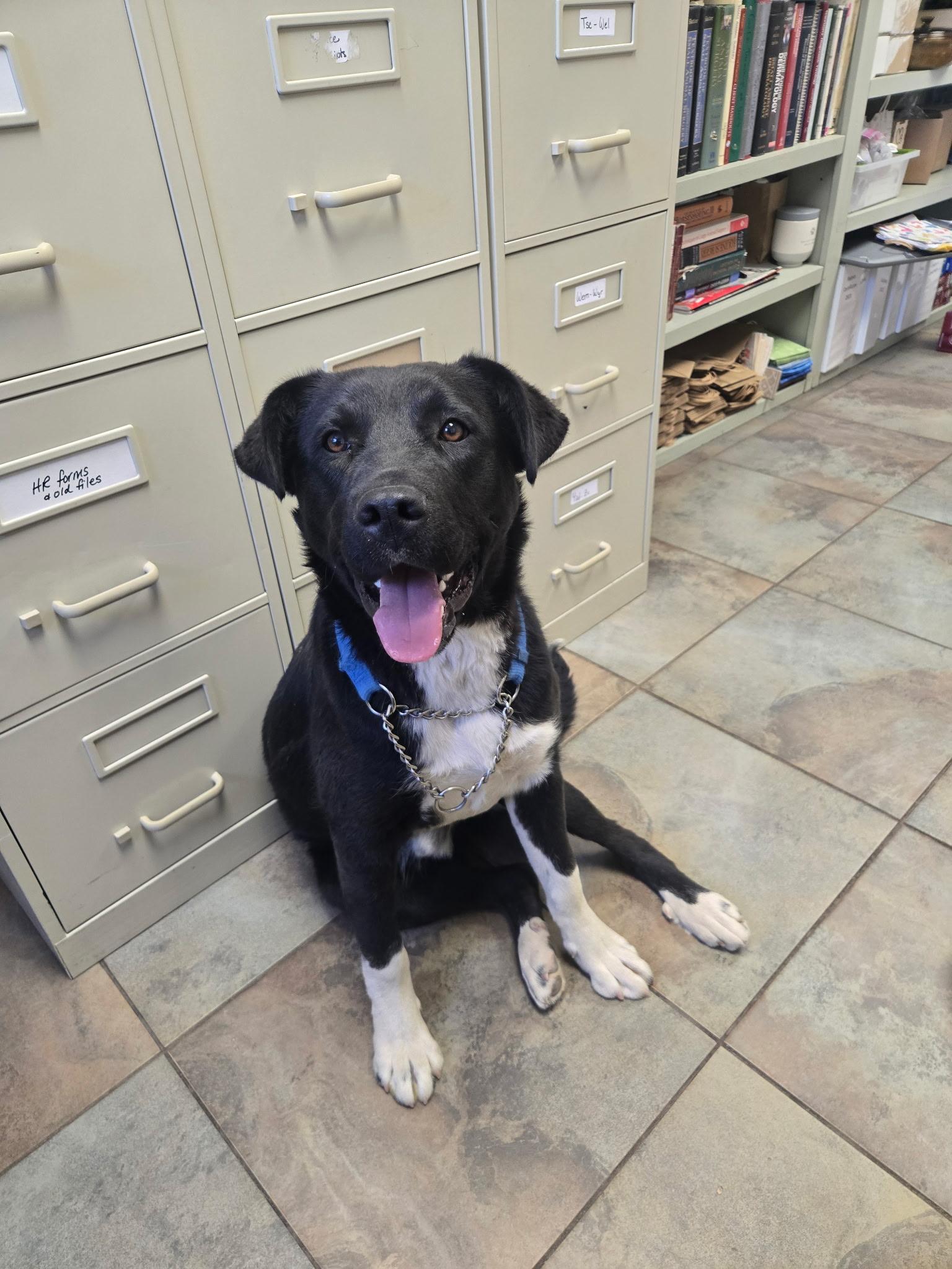 Enlarge Pepper, a Adopted Black Labrador Retriever in Riverton, WY image 5/5