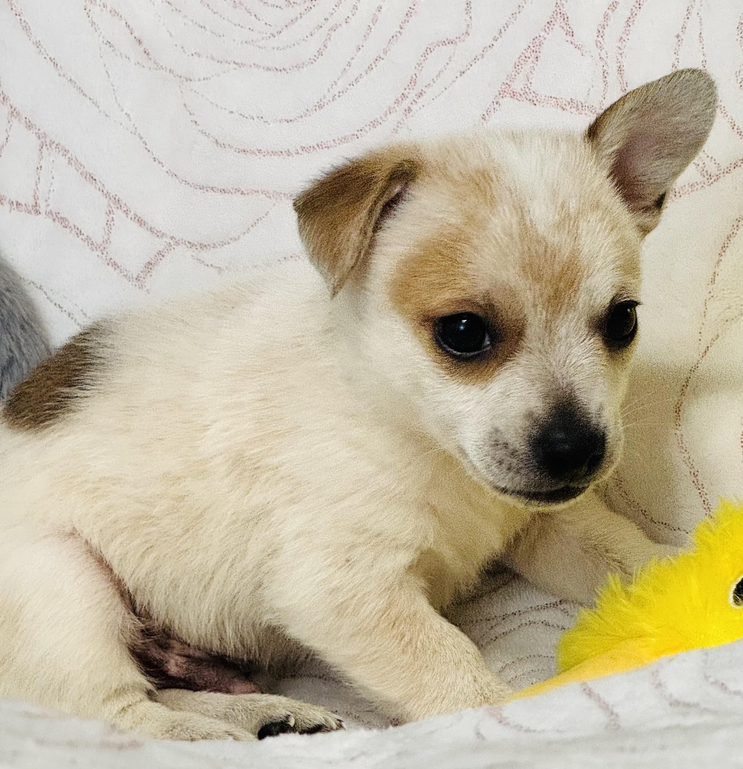 Klondike thumbnail 2