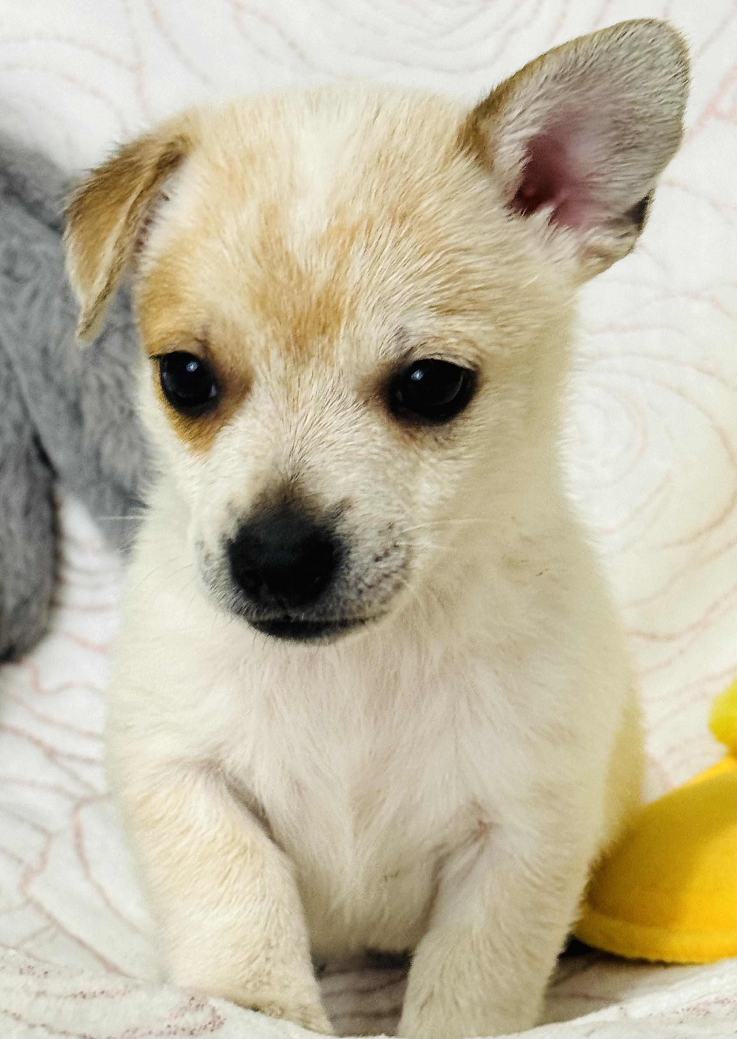 Klondike thumbnail 4