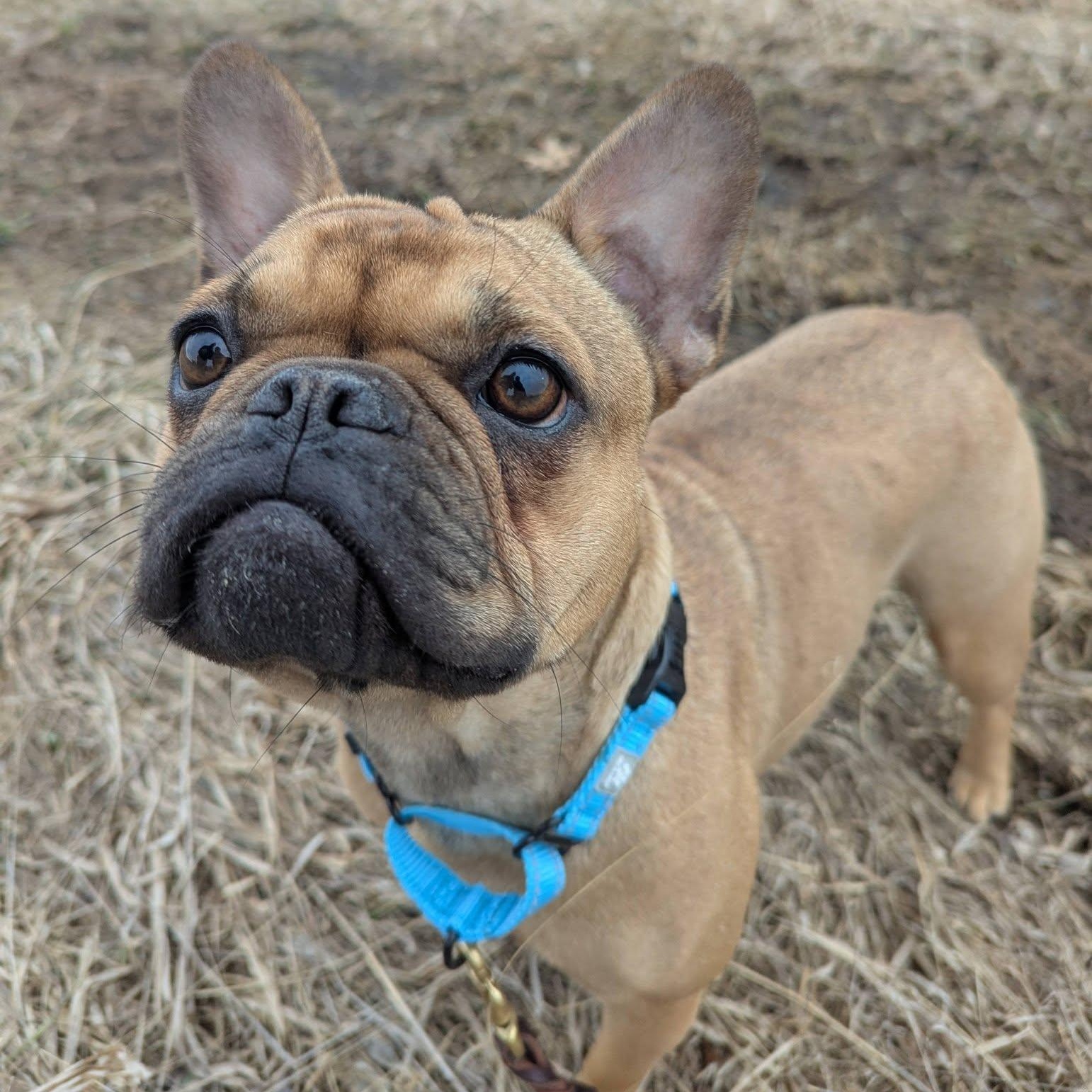 Enlarge Isabelle, an adopted French Bulldog in Little Falls, MN image 1/4