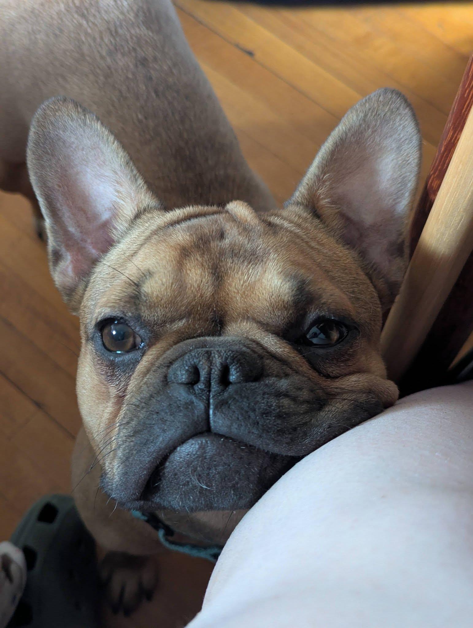 Enlarge Isabelle, an adopted French Bulldog in Little Falls, MN image 3/4