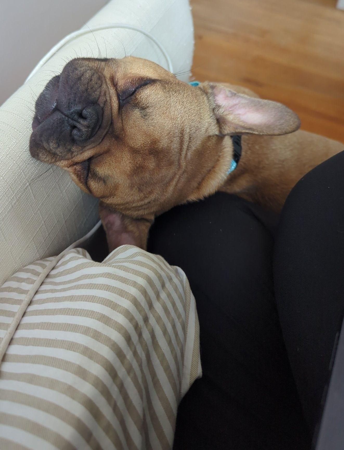 Enlarge Isabelle, an adopted French Bulldog in Little Falls, MN image 2/4