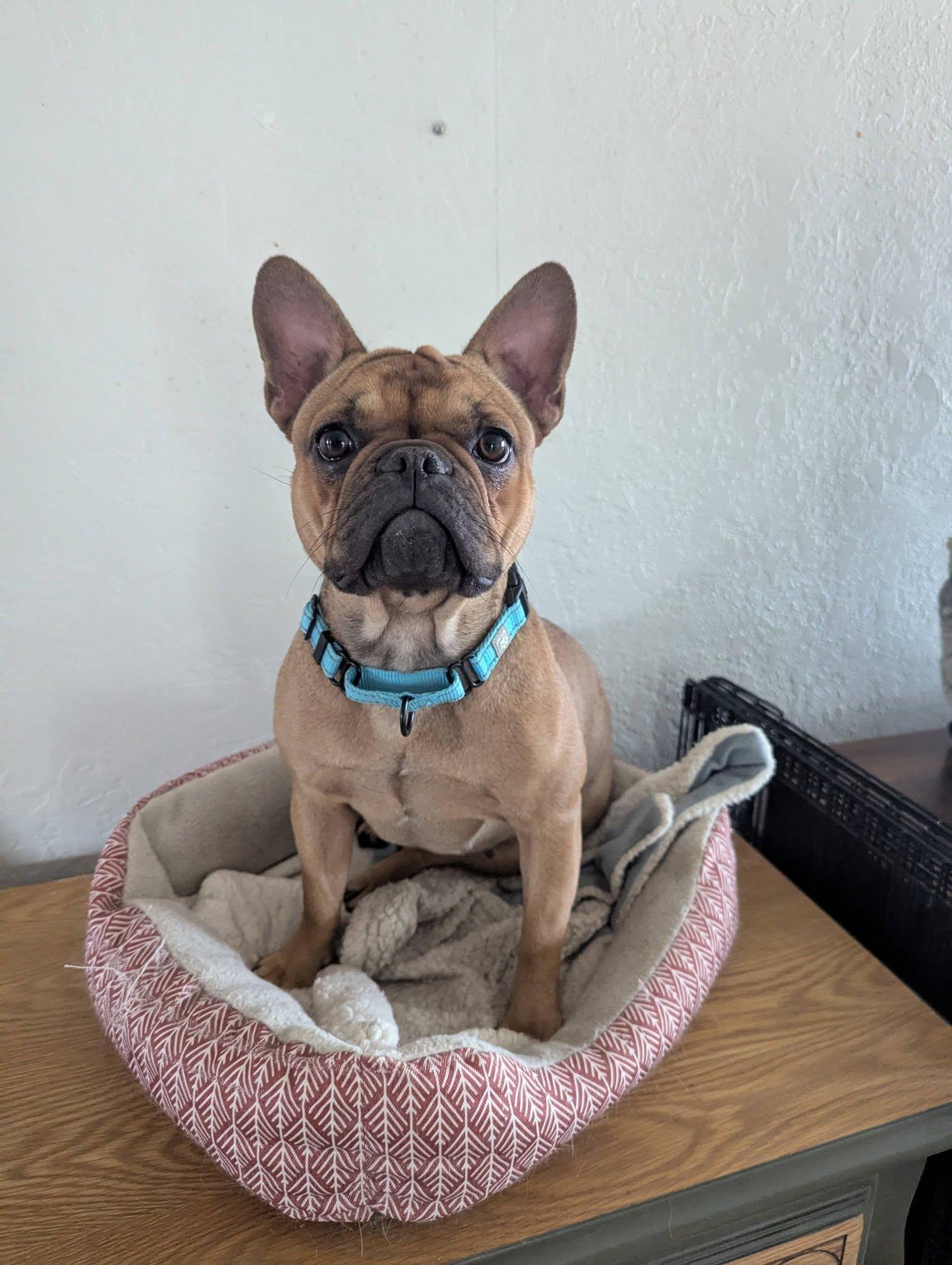 Enlarge Isabelle, an adopted French Bulldog in Little Falls, MN image 4/4