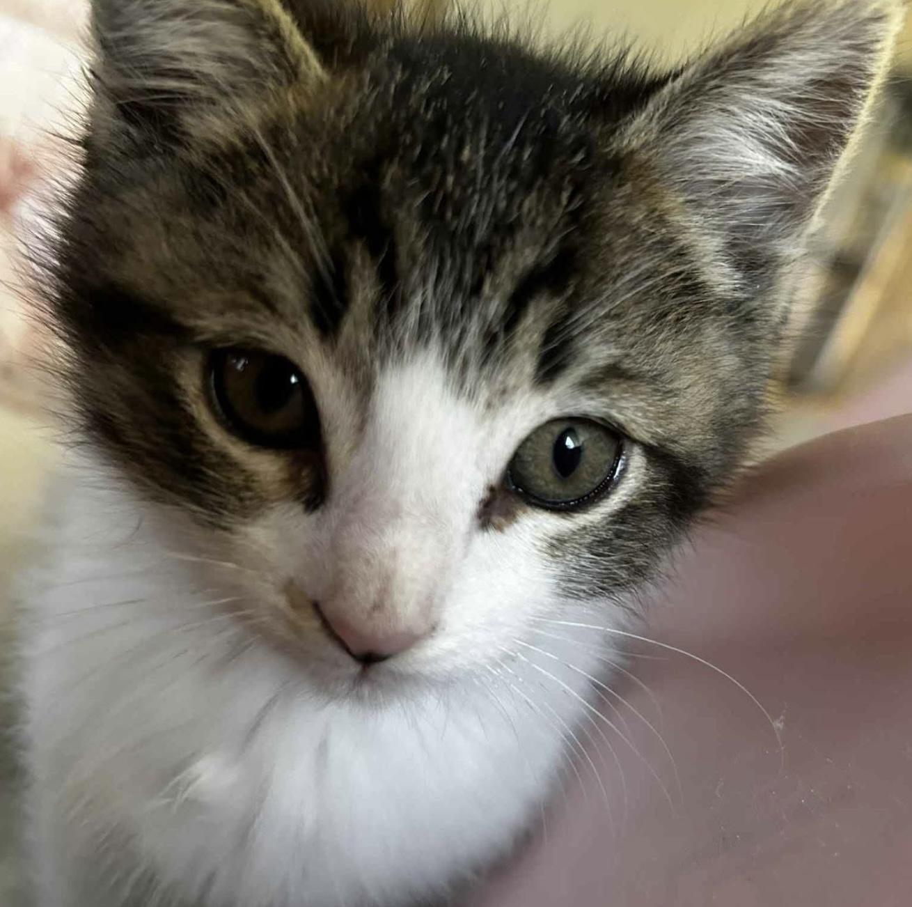 Enlarge Denali, a ADOPTABLE mixed breed in Santa Rosa, CA image 1/1