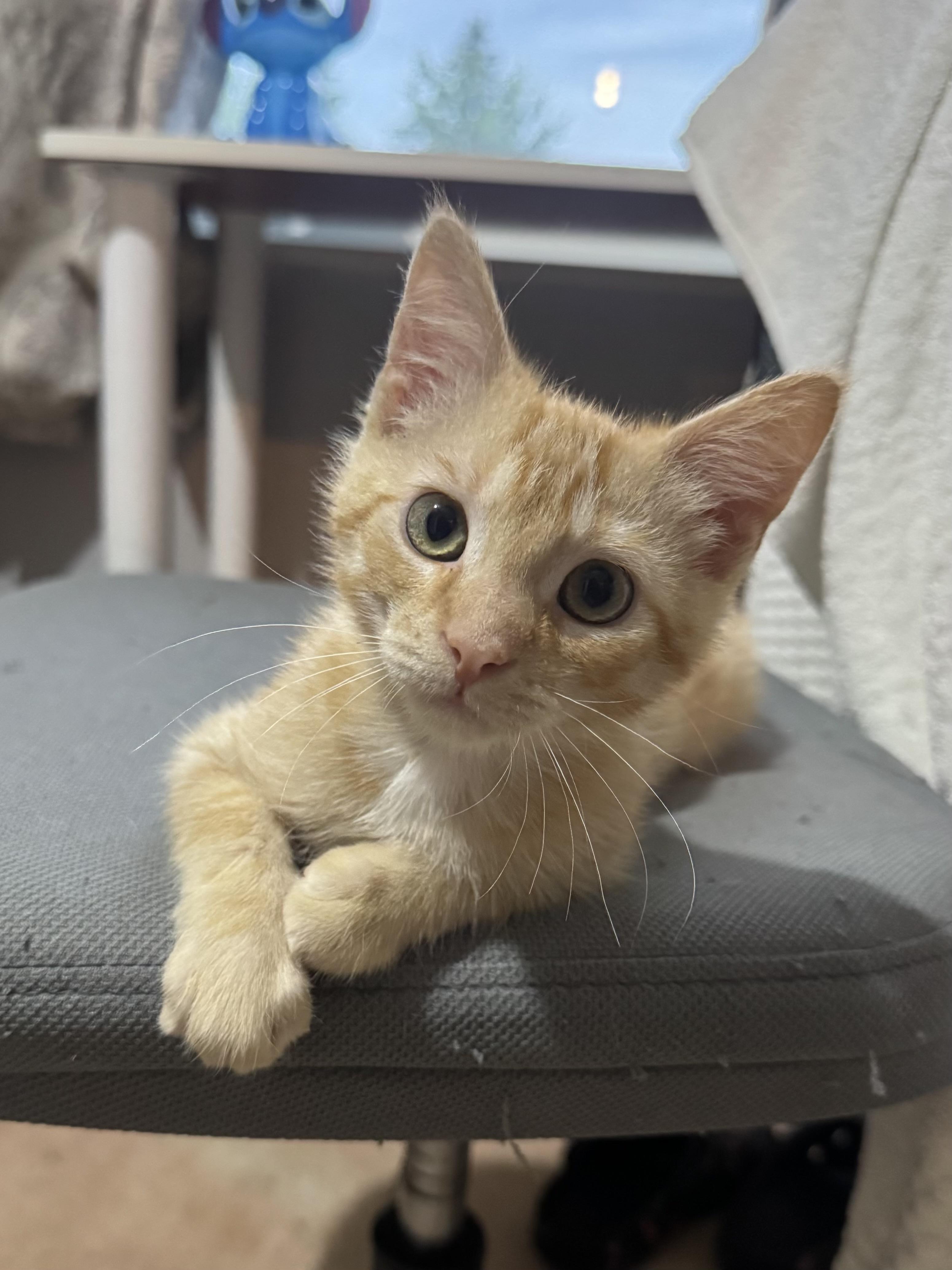 Enlarge Jill, a ADOPTABLE Domestic Short Hair in Faribault , MN image 1/1