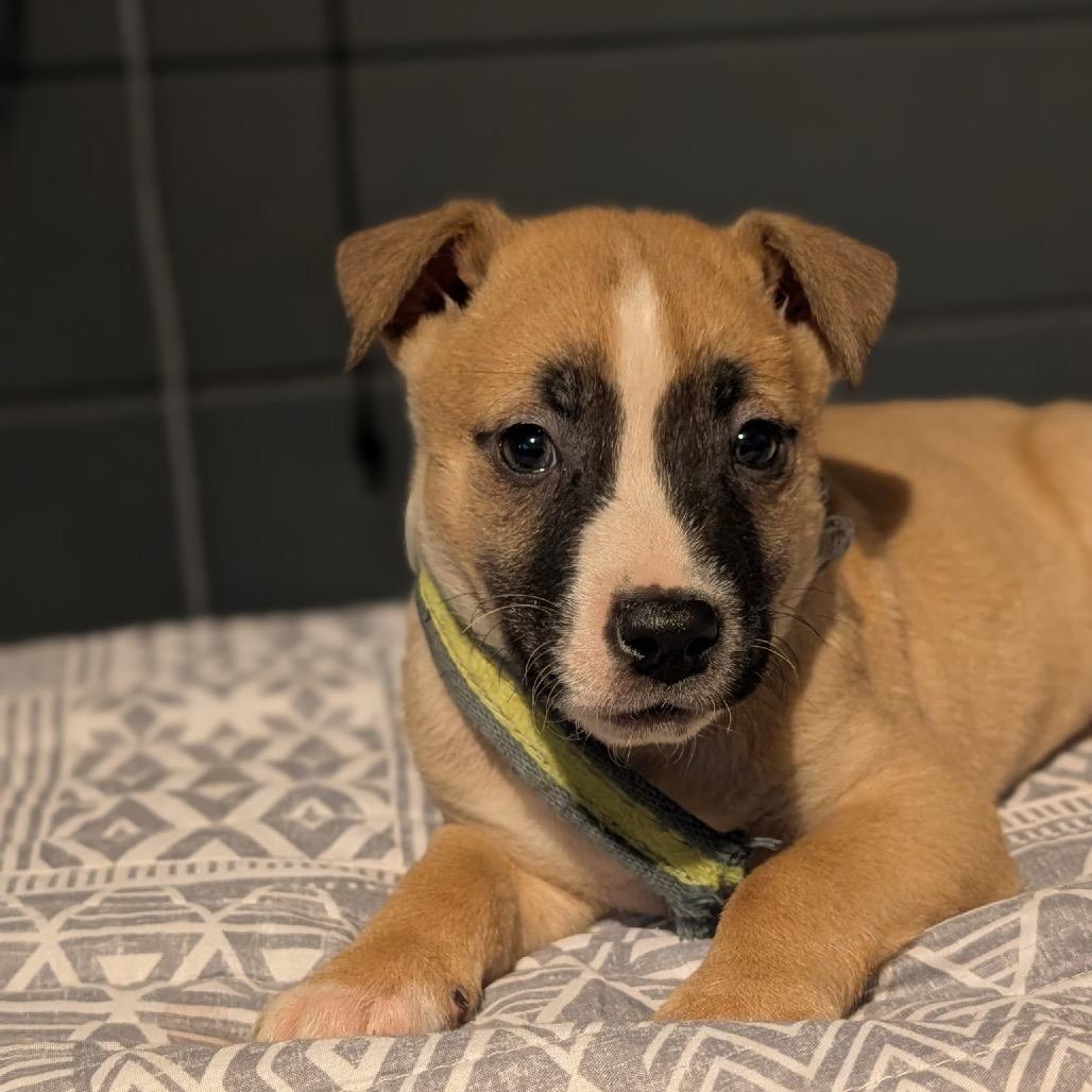 Enlarge Butters, a Adoptable mixed breed in Melbourne, KY image 1/1