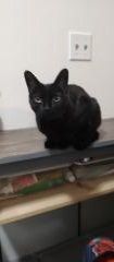 Enlarge Midnight SS (call 708-552-7306 to meet Midnight), a Adoptable Bombay in Phoenix, AZ image 1/1