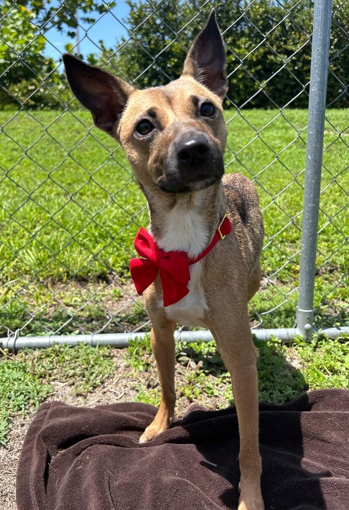 Mandie, Adoptable, Young Female Terrier & Mixed Breed.