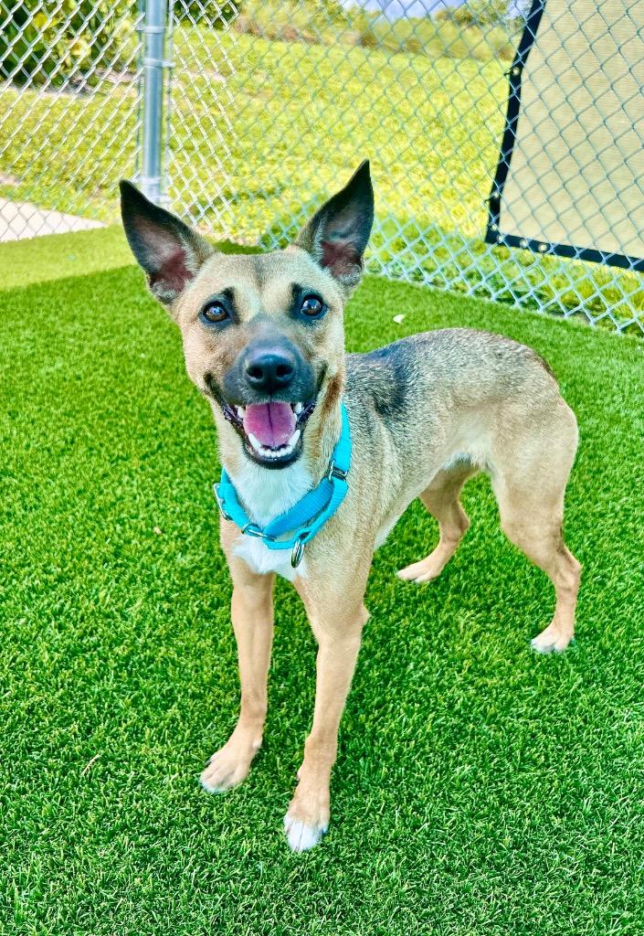 Enlarge Mandie, a Adoptable mixed breed in Cape Coral, FL image 2/2