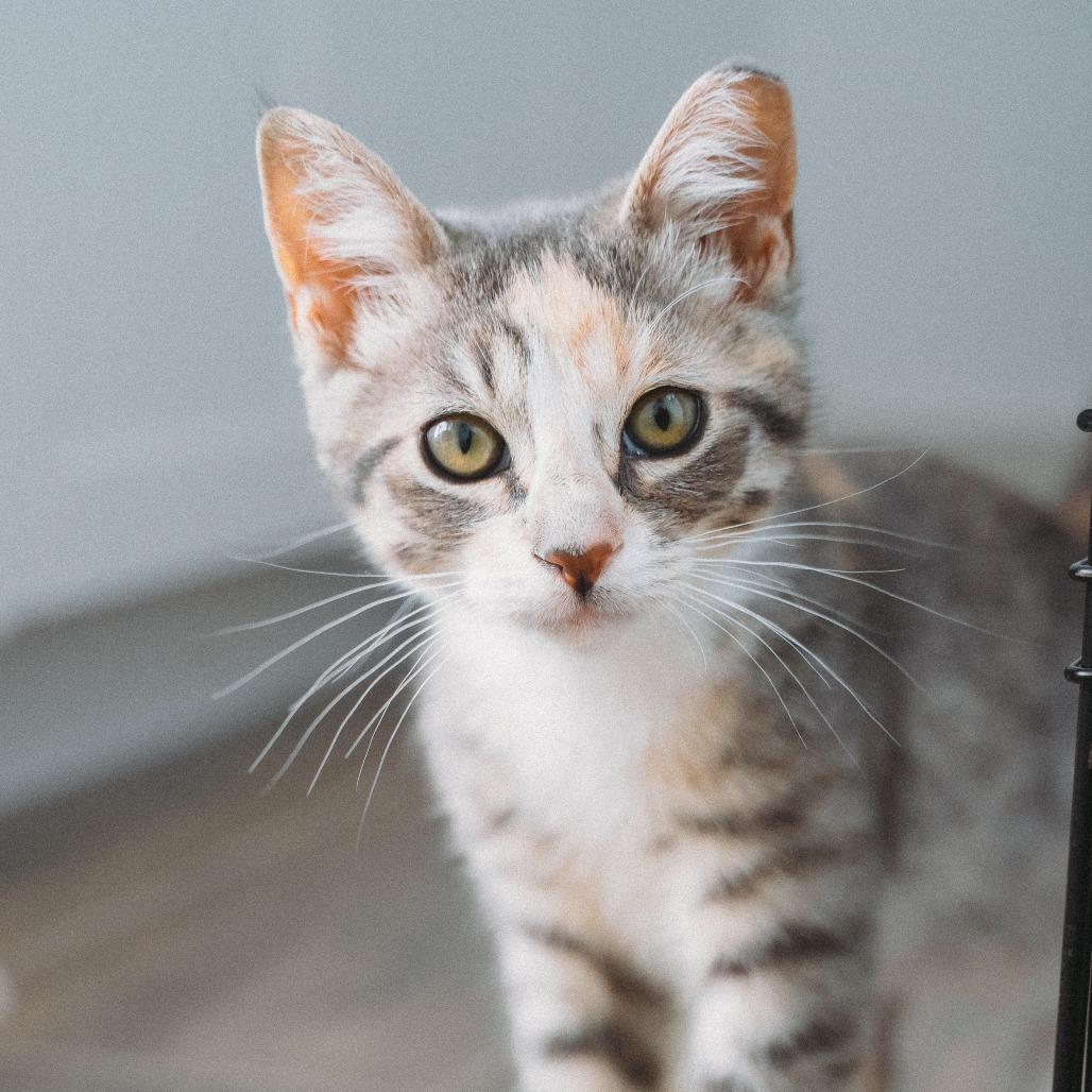 Enlarge St. Helens Jessup, a Adoptable Domestic Short Hair in Eagle Mountain, UT image 1/3