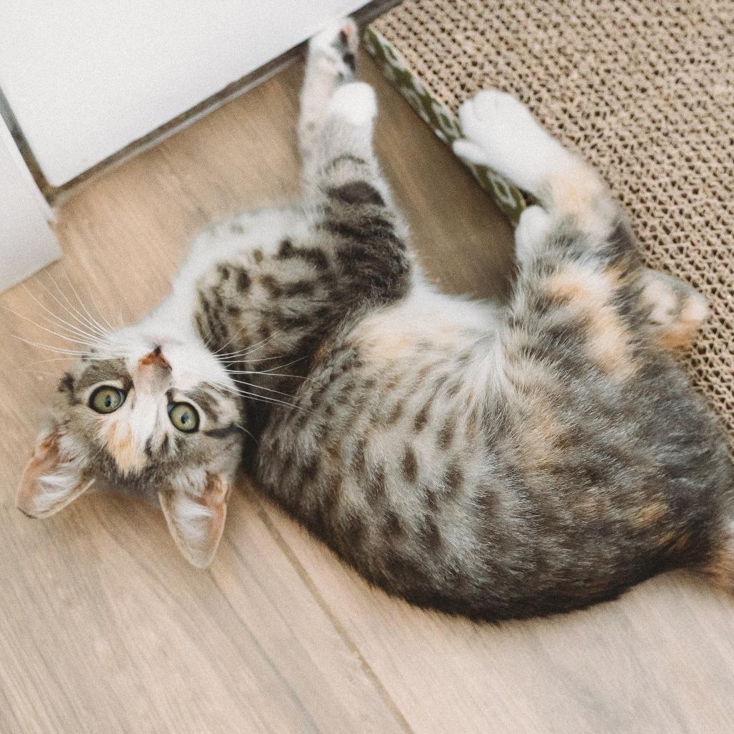 Enlarge St. Helens Jessup, a Adoptable Domestic Short Hair in Eagle Mountain, UT image 2/3