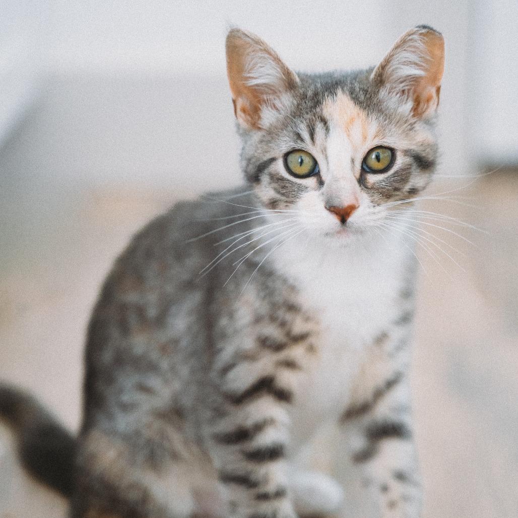 Enlarge St. Helens Jessup, a Adoptable Domestic Short Hair in Eagle Mountain, UT image 3/3