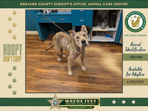 Wylie, Adoptable, Senior Male Mixed Breed.