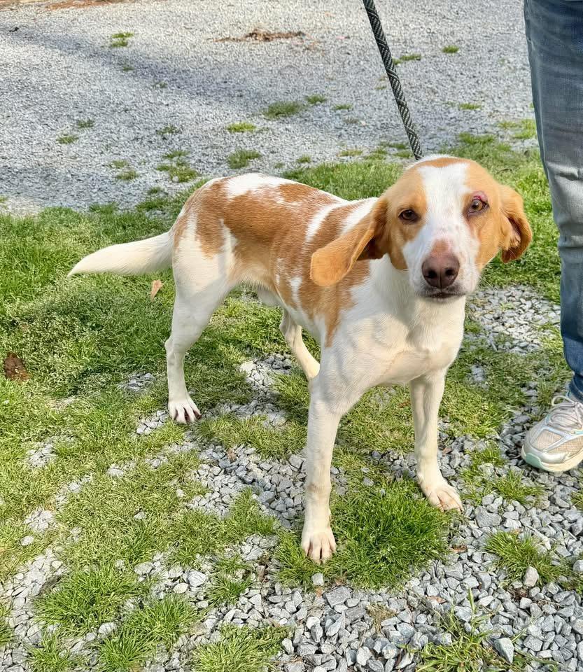 Dingo, adopted, Adult Male Foxhound.