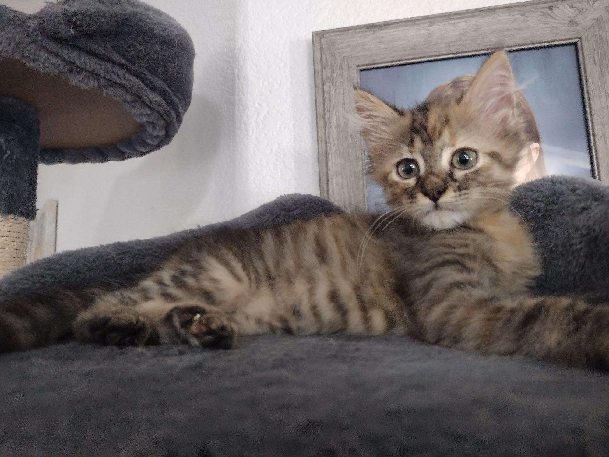 Maddie, an adoptable Domestic Medium Hair in Yuma, AZ, 85364 | Photo Image 1