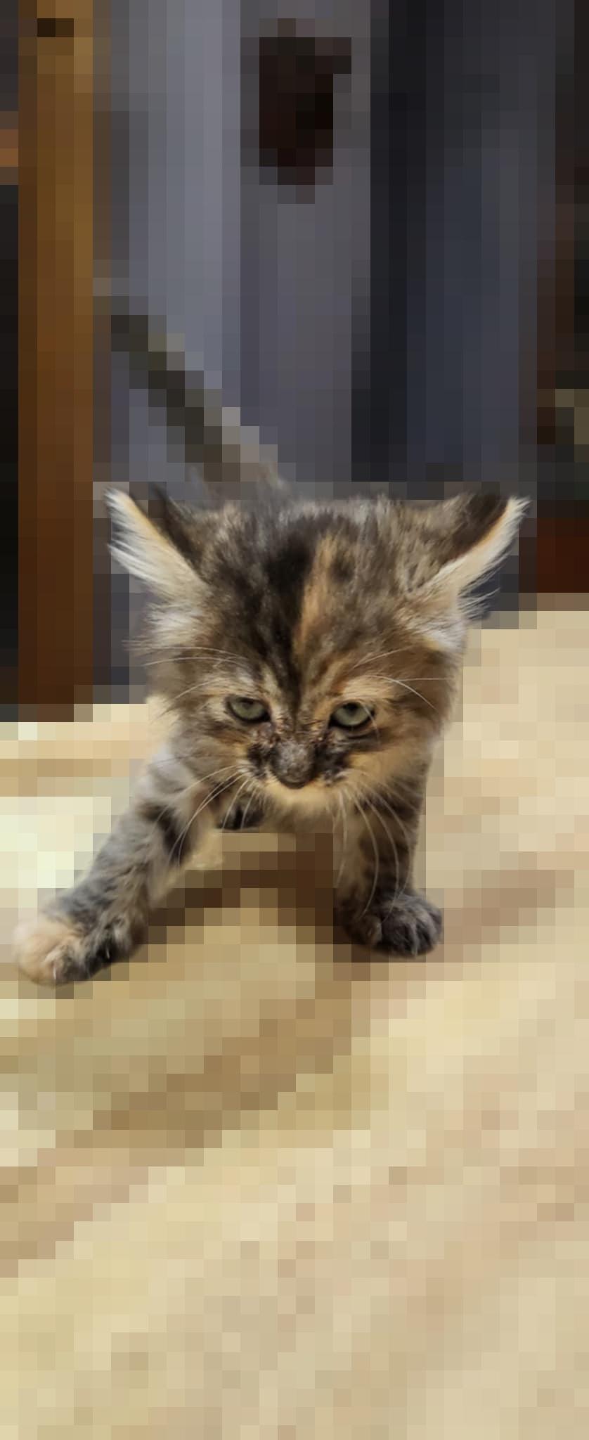 Maddie, an adoptable Domestic Medium Hair in Yuma, AZ, 85364 | Photo Image 2