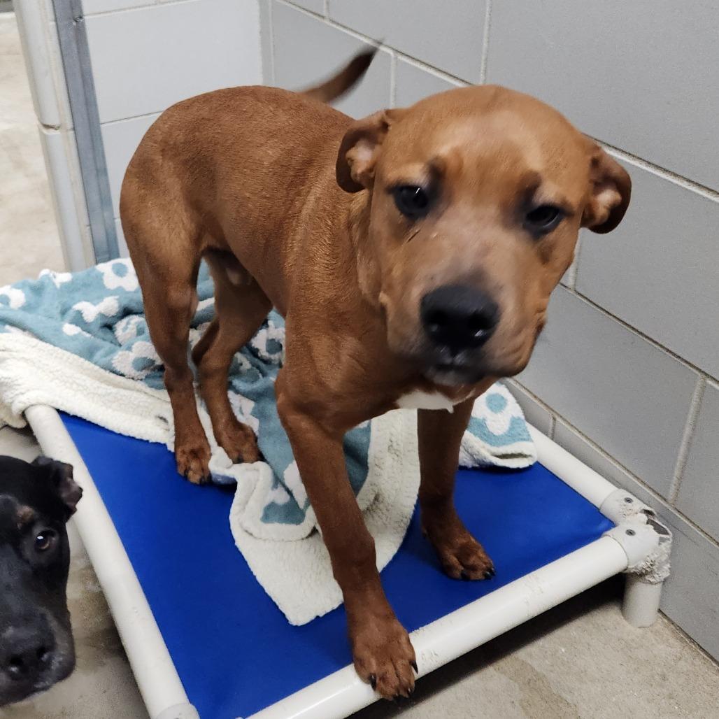 Han, Adoptable, Young Male Mixed Breed.