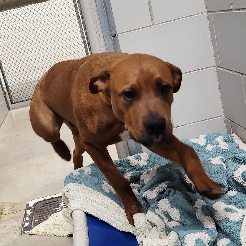 Enlarge Han, a Adoptable Mixed Breed in Grand Rapids, MI image 2/6