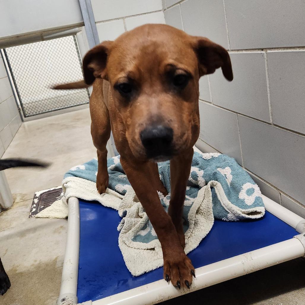 Enlarge Han, a Adoptable Mixed Breed in Grand Rapids, MI image 3/6