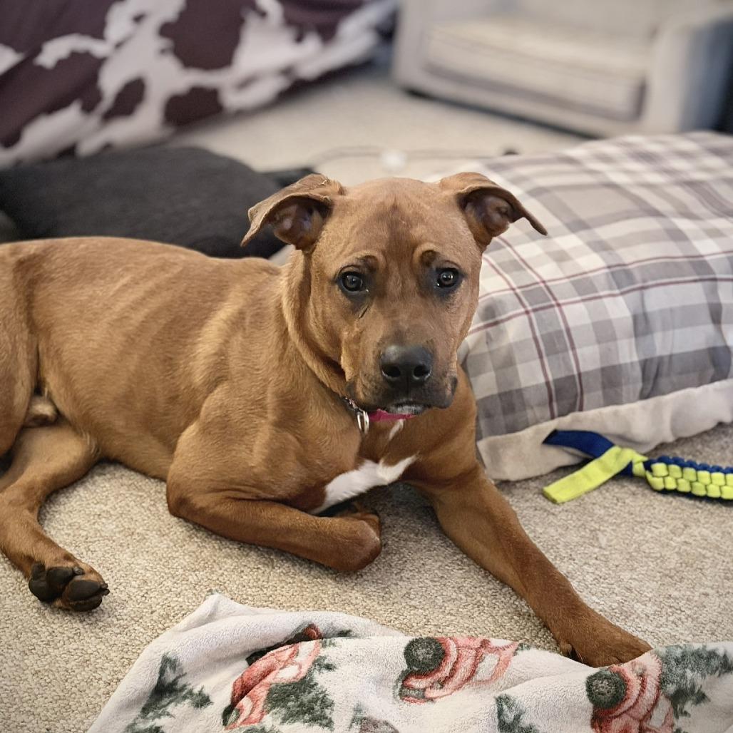 Enlarge Han - Foster, a Adoptable mixed breed in Grand Rapids, MI image 2/6