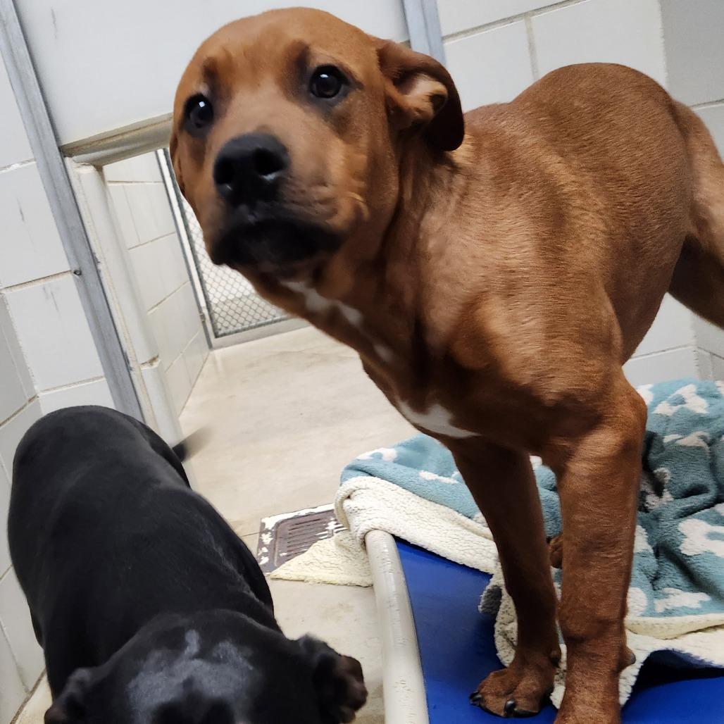 Enlarge Han, a Adoptable Mixed Breed in Grand Rapids, MI image 4/6