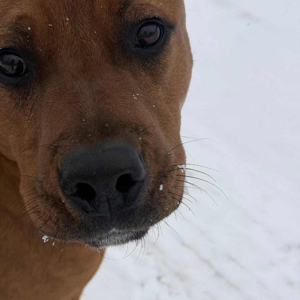 Enlarge Han - Foster, a Adoptable Mixed Breed in Grand Rapids, MI image 4/6