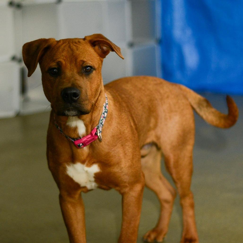 Enlarge Han, a Adoptable Mixed Breed in Grand Rapids, MI image 5/6