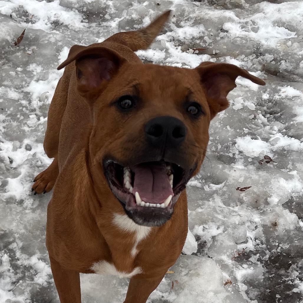 Enlarge Han, a Adoptable Mixed Breed in Grand Rapids, MI image 6/6