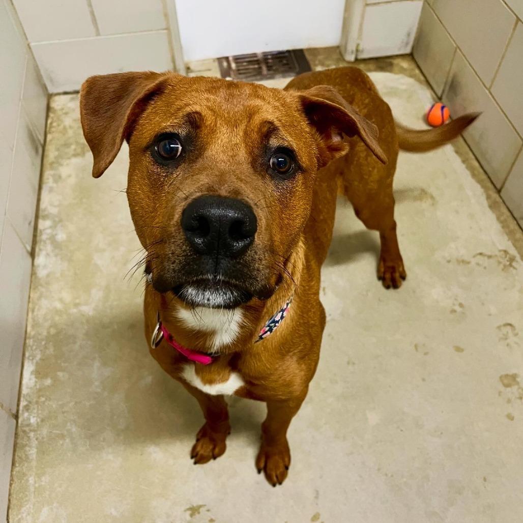 Enlarge Han - Foster, a Adoptable mixed breed in Grand Rapids, MI image 6/6