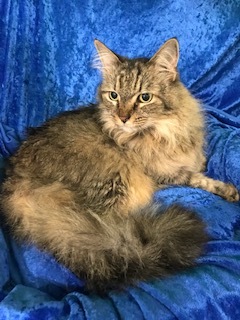 Piper, Adoptable, Senior Female Maine Coon.