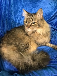 Piper, a Adoptable Maine Coon in Gainesville, FL image 2/6