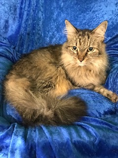 Piper, Adoptable, Senior Female Maine Coon.