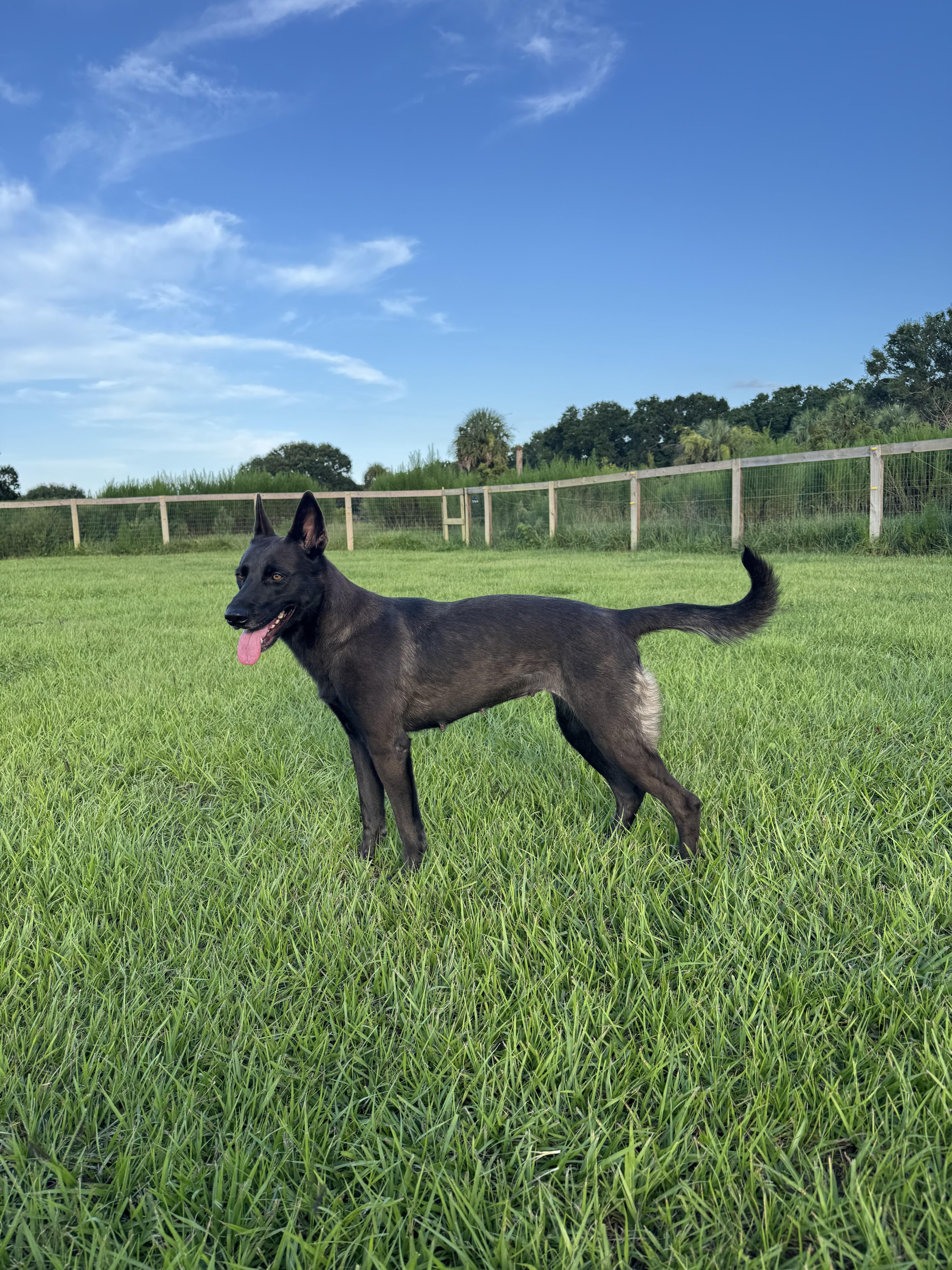 Scout, Adopted, Young Female Dutch Shepherd & Black Labrador Retriever.