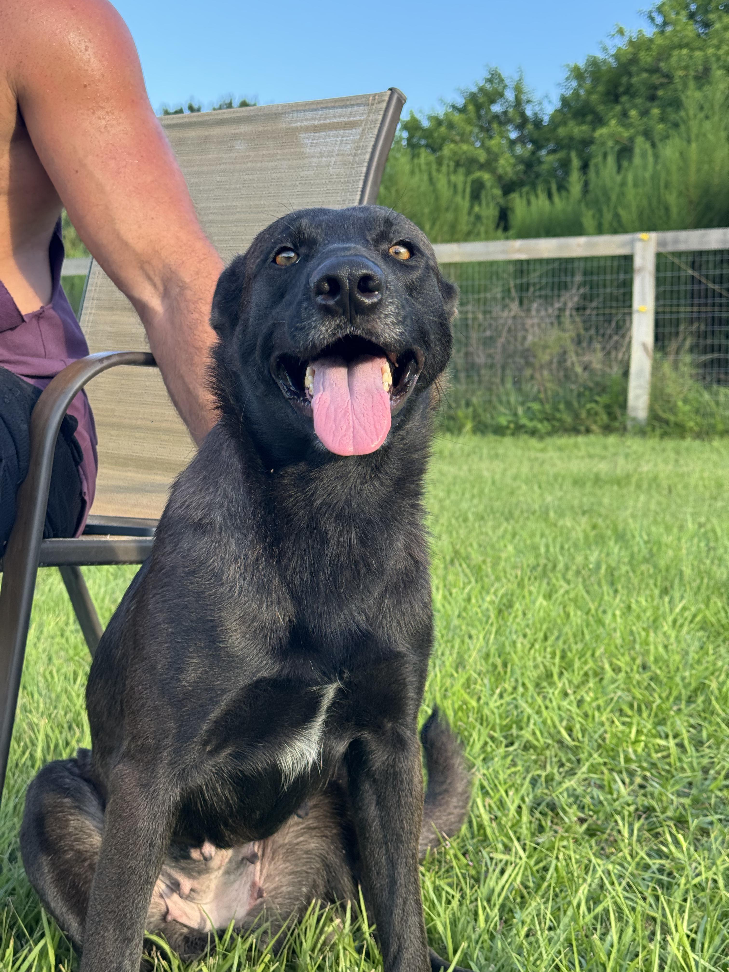 Scout, a Adopted mixed breed in Port Saint Lucie, FL image 2/3