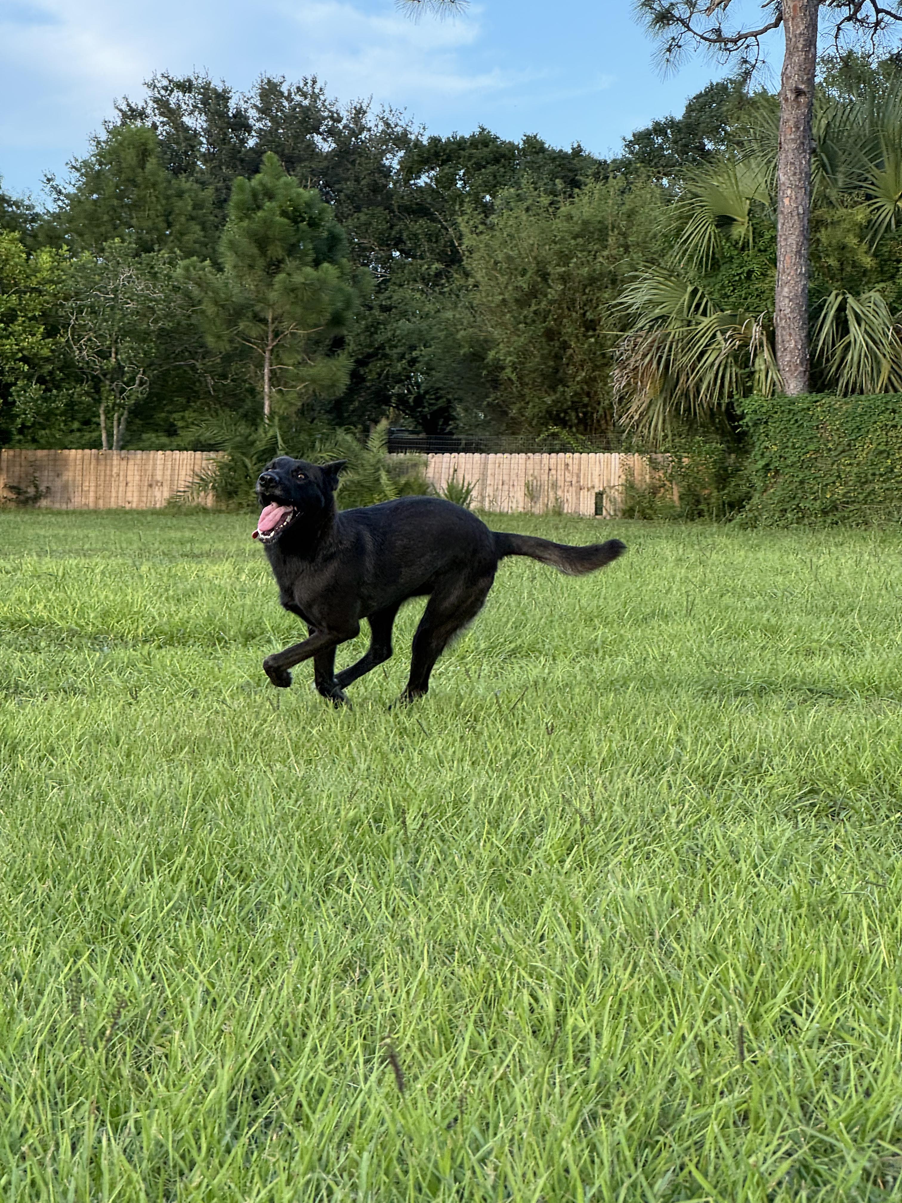Scout, a Adopted mixed breed in Port Saint Lucie, FL image 3/3
